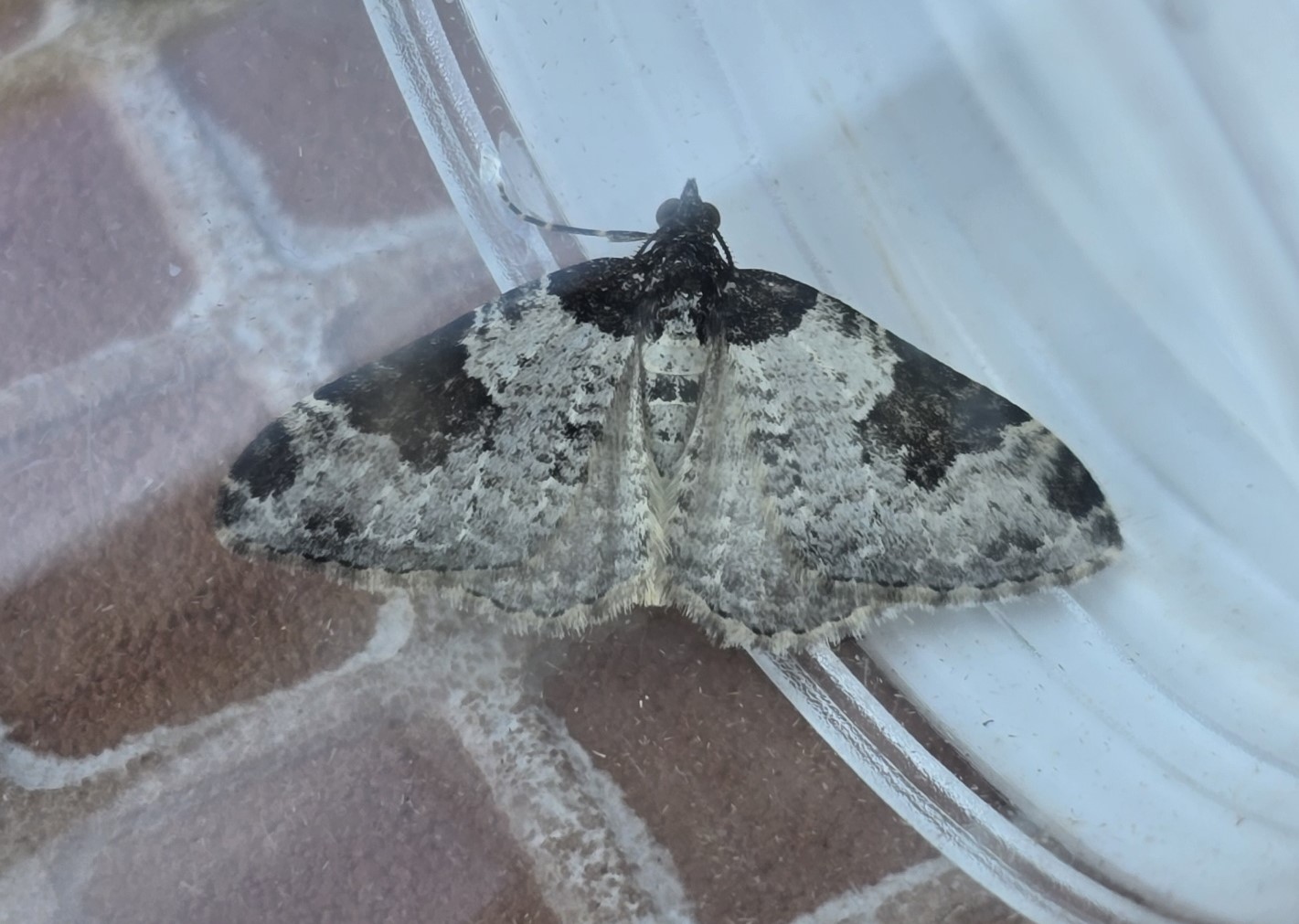 Photo of Garden Carpet (Xanthorhoe fluctuata)